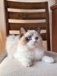 FPL Kocur Ragdoll seal bicolor n03