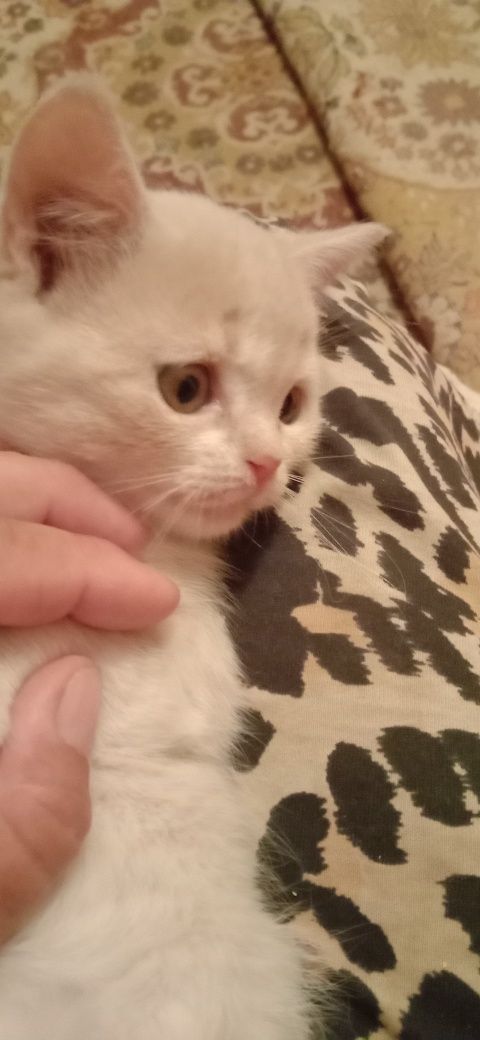 Кошеня в гарні руки