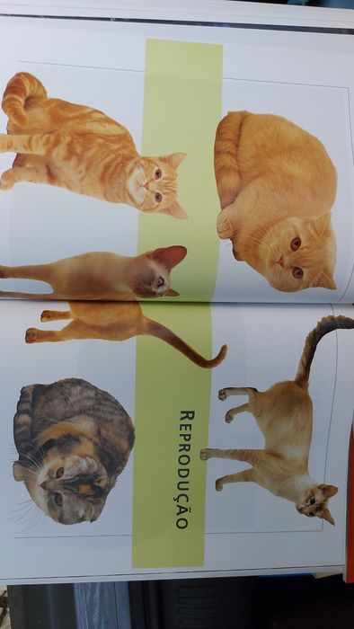 O Livro Gigante do Gato