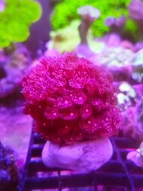 Goniopora red. Morskie