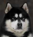 Alaskan malamute z Śnieżenj Doliny - FCI - zapowiedź miotu