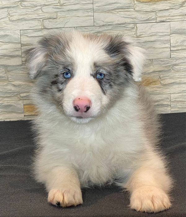 Border Collie chłopiec DERYL