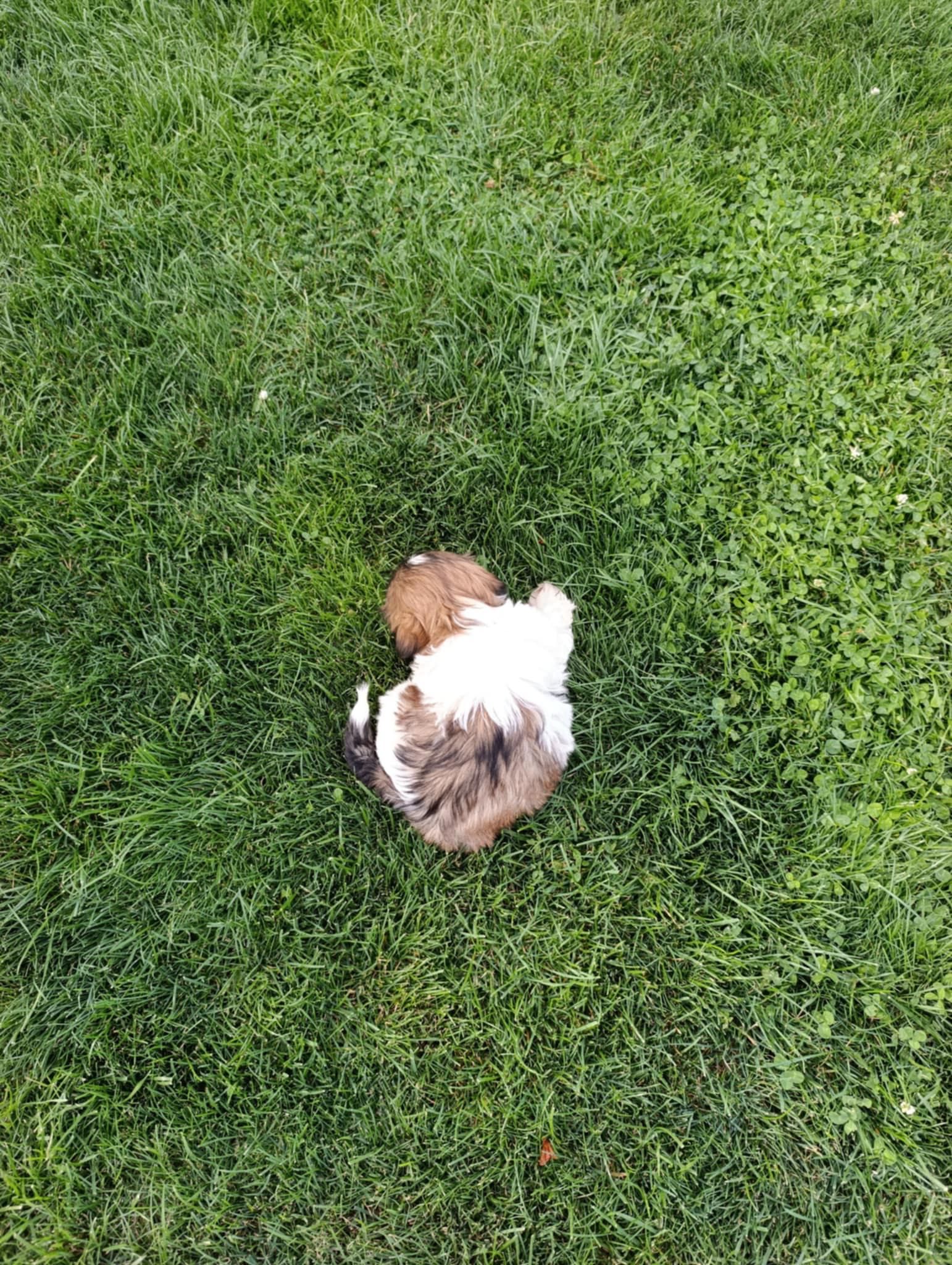 Szczeniak Shih Tzu - Chłopiec