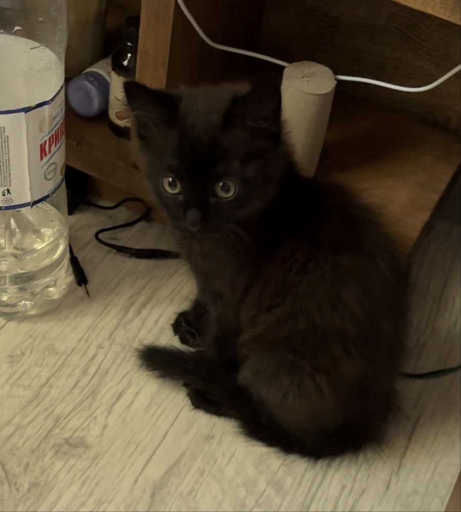 Кошеня отдам 1,5 месяца