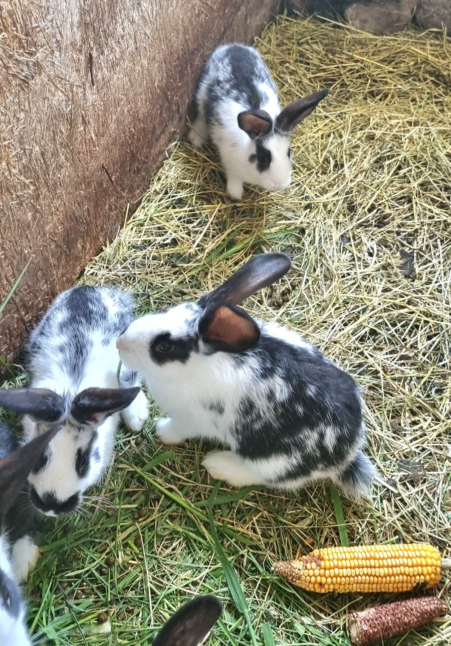 Miot młodych królików- polecam I zapraszam