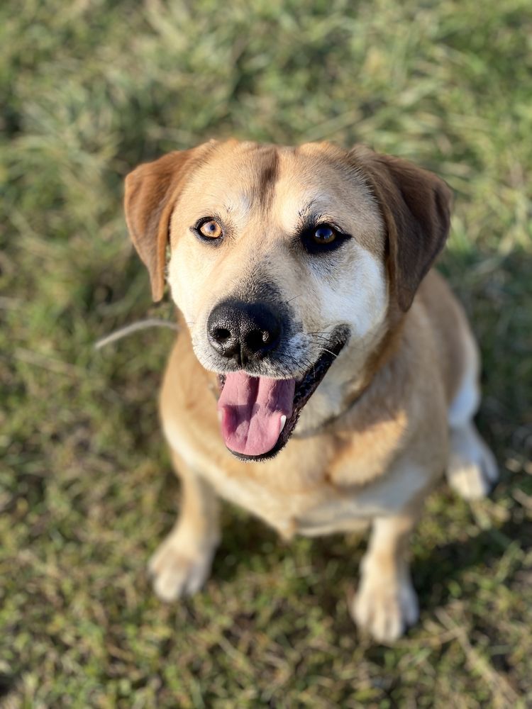 Lemon - prawie labrador do adopcji