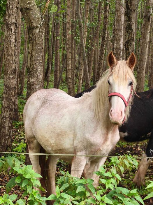 Galileo - Ogierek irish cob (gypsy cob / tinker)