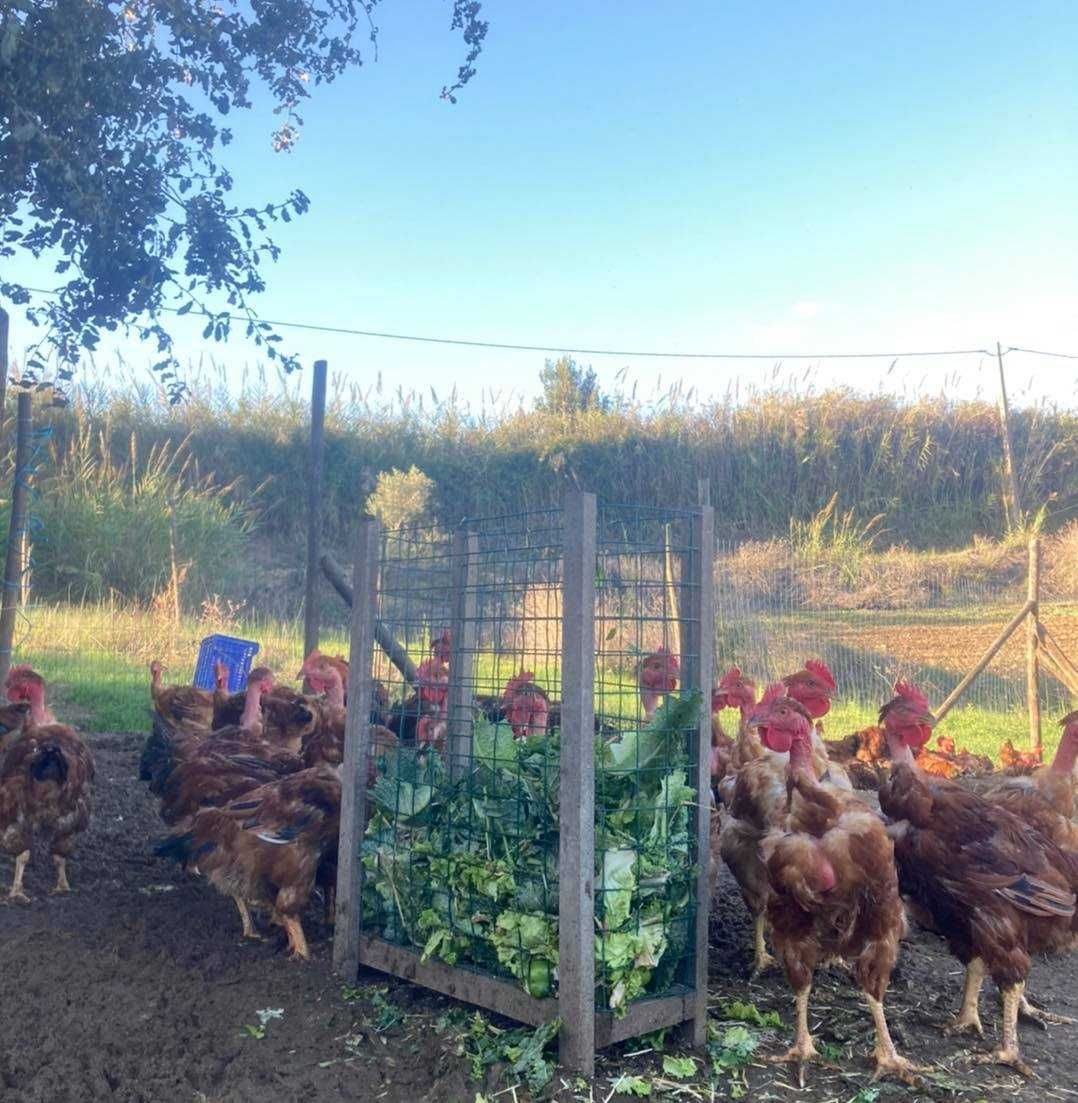 Galos, frangos, galinhas  poedeiras, codornizes e ovos caseiros