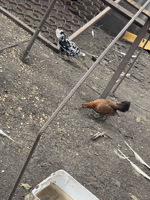 Декоративні кури бендамки