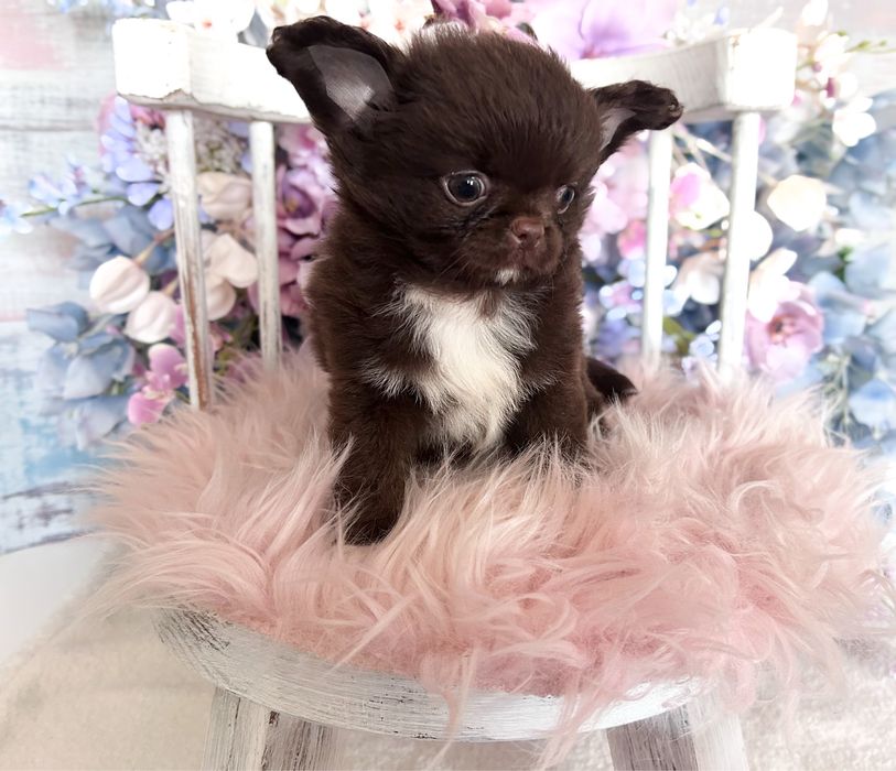 ***Czekoladowy długowłosy piesek chihuahua***