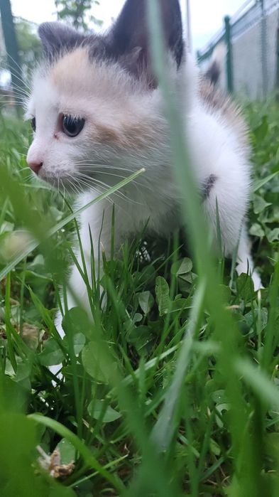 Кошенята шукають люблячий дім