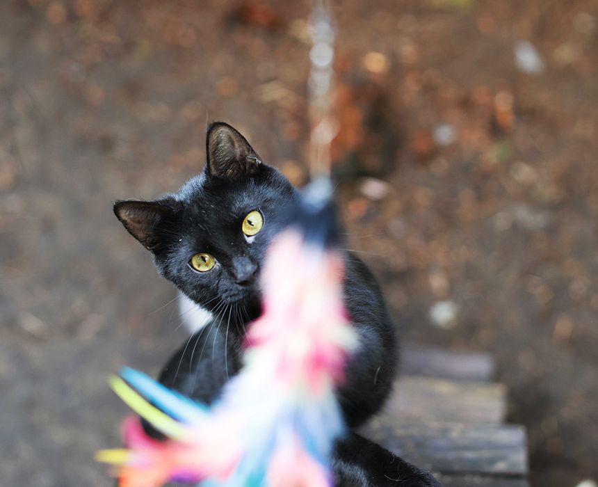 daj na wspólny dom, mamy felv+