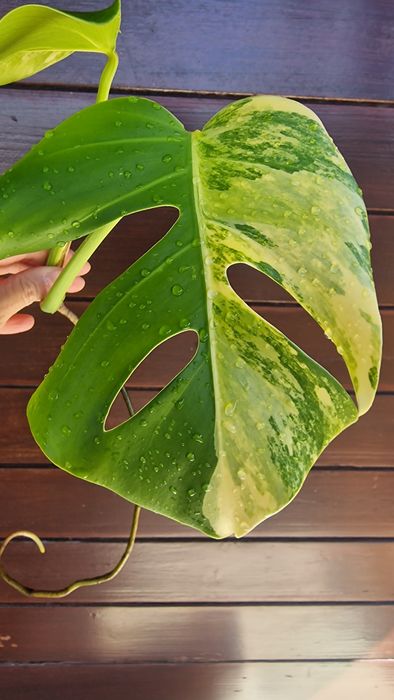 Monstera Aurea Marmorata‼️VENDIDO‼️