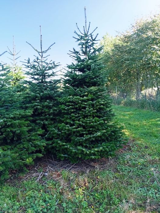 Jodła kaukaska PREMIUM 220-280