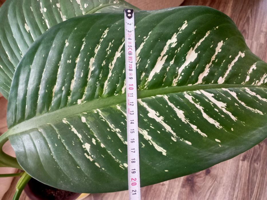 Неймовірно красивий вазон деффінбафія