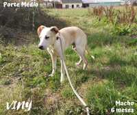 Cachorro 8 Meses Porte Médio Para Adoção (Viny)