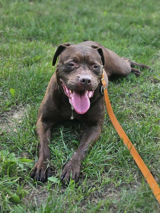 Pitbull Red Nose -dziewczynka -Dasza schronisko Zgierz -aktualne