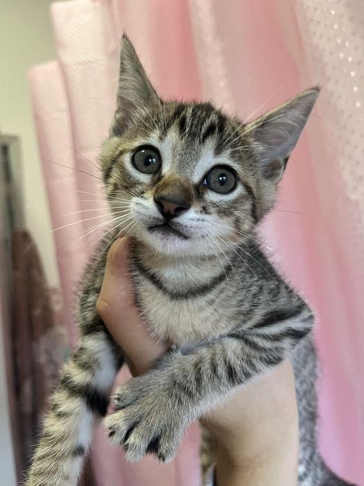 2 Gatinhas bebés para Adoção