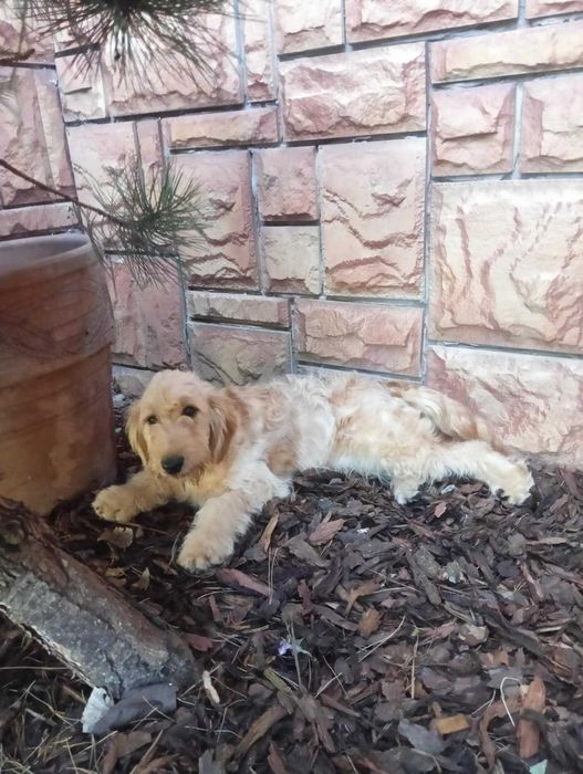 Dorosła Suczka Labradoodle