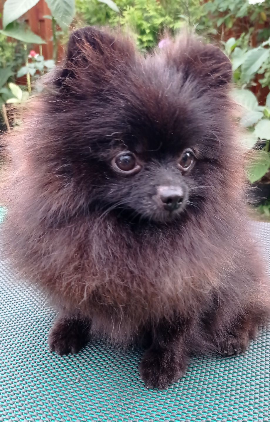Pomeranian dziewczynka czarna ZKwP FCI