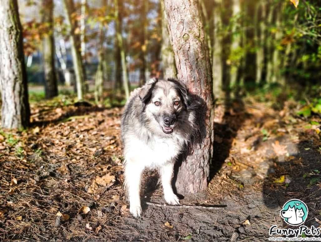 Słodki pieszczoch poleca się do adopcji!!!