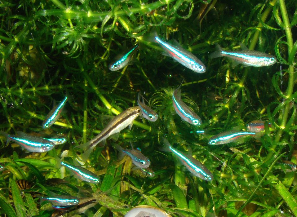 Neon zielony simulans