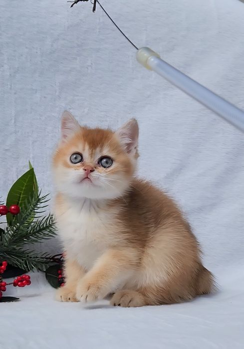 Шотландська дівчинка золота шиншила