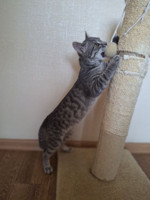 Кастрированный котёнок мальчик ищет дом! Котята! Отдам в хорошие руки
