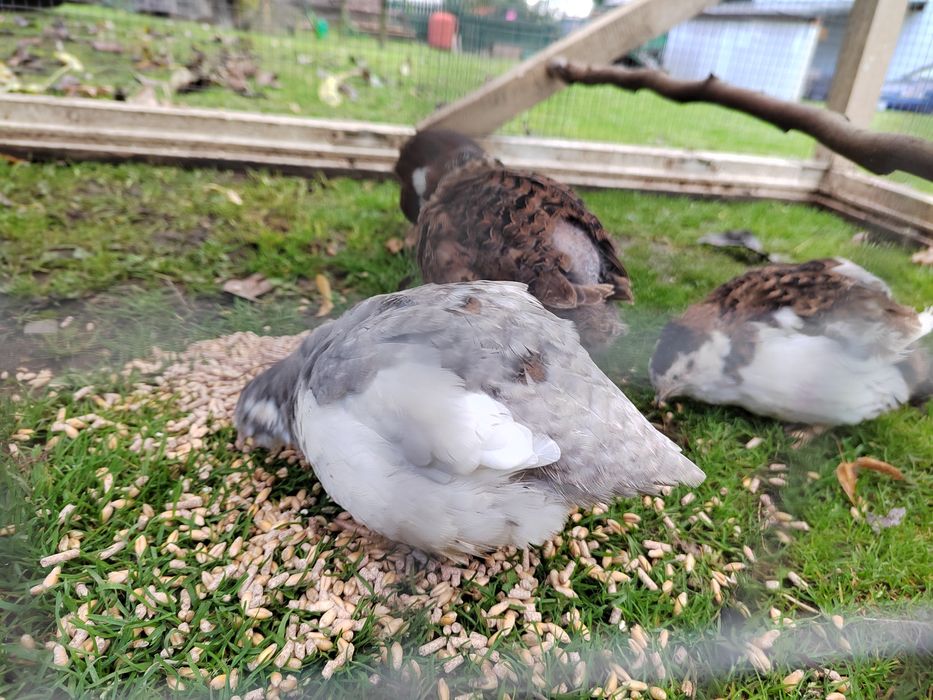 Przepiórki, japońskie ceradon celadon