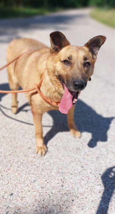 Kochany Gary do adopcji! Za darmo, do oddania