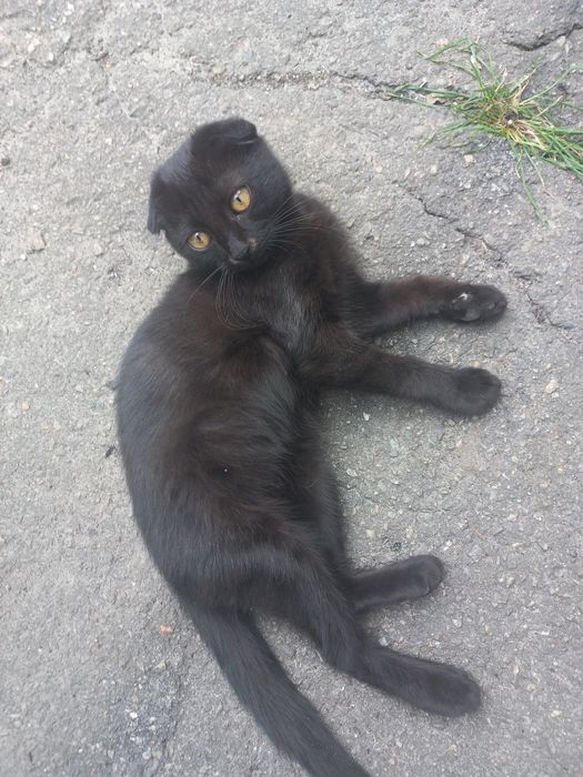 Продам веслоухую кошечку