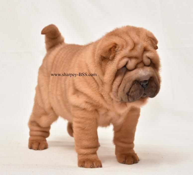 Клубные мальчик и девочка, шарпей, shar pei