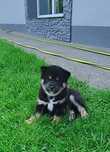 Shiba inu ZKwP/FCI do odbioru
