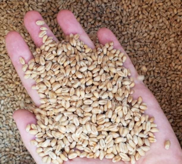 Пшениця Ячмінь Овес