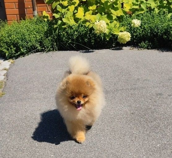 Хлопчик 7 місяців, без браку, КСУ