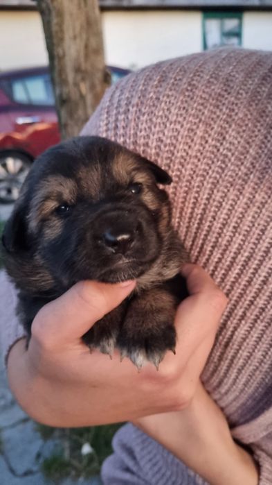 Маленькие комочки ждут своих хозяев.