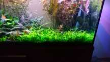 Sagittaria subulata