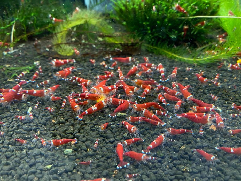 Krewetki Super Crystal Red AQUALIFE sklep zoologiczny