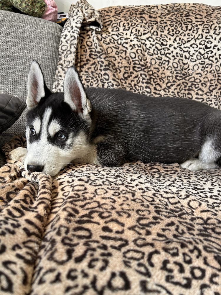 Husky siberian piesek różnooki