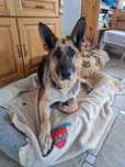 Taylo- owczarek krótkowłosy do adopcji