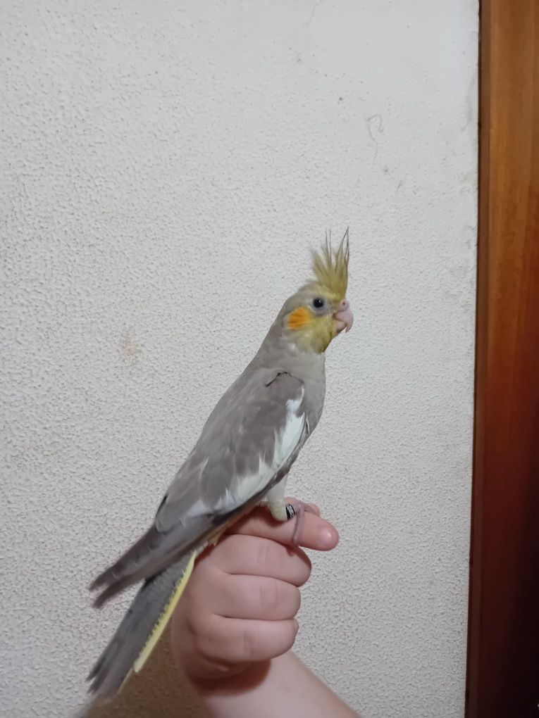 Caturra criada a mão.