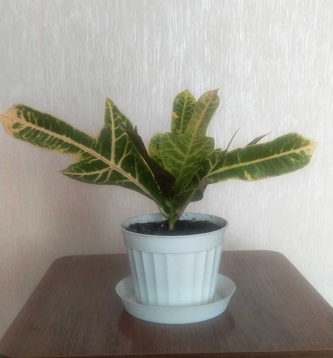 Продам цветок Кротон