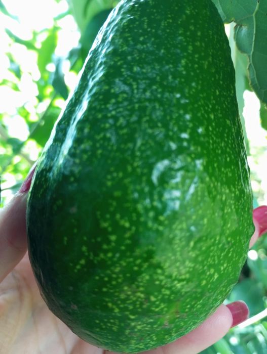 Cogumelos silvestres, Legumes, frutas, etc..tudo bio...