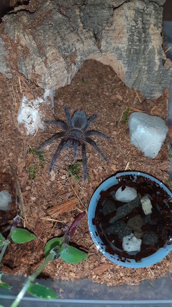 Aphonopelma anax l7