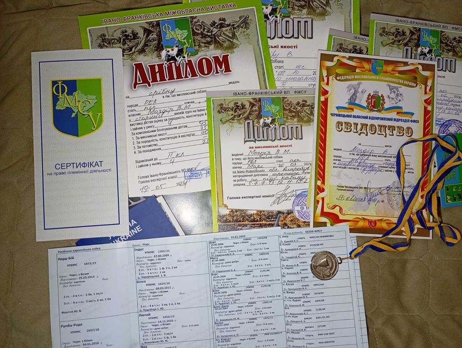 Пропоную русько-європейську лайку кобеля для в'язки