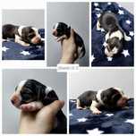 Szczeniak rasy beagle piesek tricolor niebieskie oko