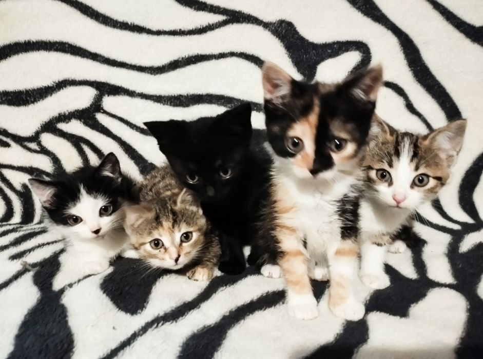 Oddam małe kotki w dobre ręce