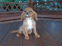Cavalier King Charles Spaniel sunia