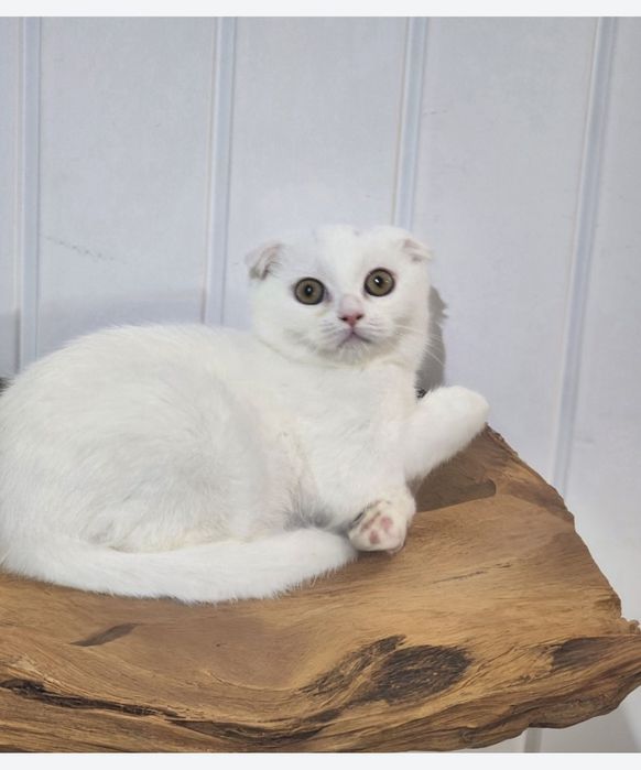 Kocurek szkocki fold 5mcy paszport