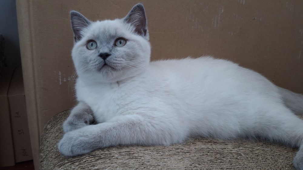 Скотіш страйт колор поінт